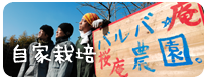 自家栽培