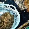 活魚厳選仕入