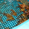 活魚厳選仕入