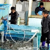 活魚厳選仕入