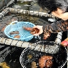 活魚厳選仕入