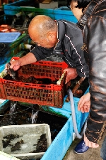 活魚厳選仕入
